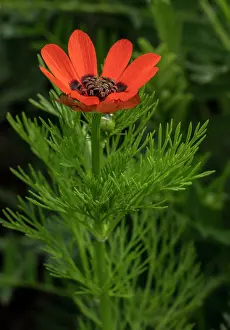 Cornfield: Summer pheasants-eye, Adonis aestivalis, in flower