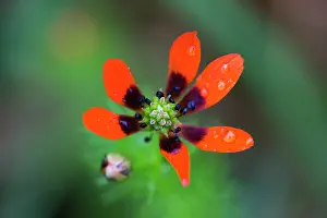 290920: Summer pheasants-eye, single flower in detail