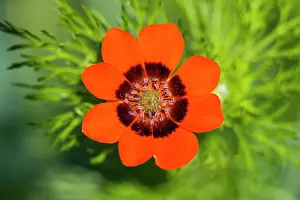 290920: Summer pheasants-eye, single flower in detail