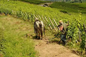 Exploitations: Summer plowing with horse and plow in the Alsace wine