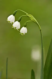 Snowflake: Summer Snowflake