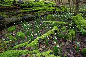 Snowflakes: Summer Snowflake - flowering in deciduous woodland