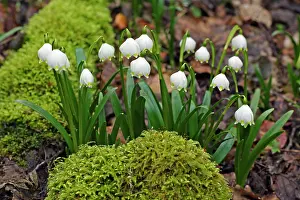 Snowflakes: Summer Snowflake - flowering in deciduous woodland