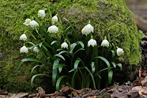 Snowflakes: Summer Snowflake - flowering in deciduous woodland