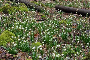 Snowflakes: Summer Snowflake - flowering in deciduous woodland
