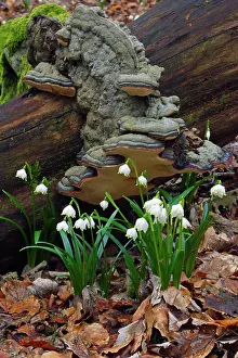 Snowflakes: Summer Snowflake - flowering in deciduous woodland