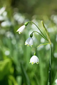 Leucojum: Summer snowflake, Leucojum aestivum, Side view of