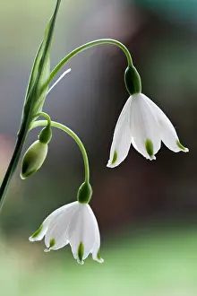 Leucojum: Summer snowflake, Leucojum aestivum, Side view of