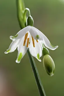 Leucojum: Summer snowflake, Leucojum aestivum, Front view