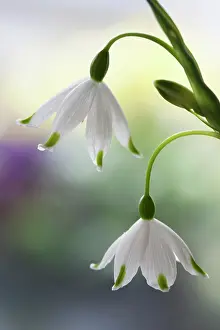 Leucojum: Summer snowflake, Leucojum aestivum, Side view of