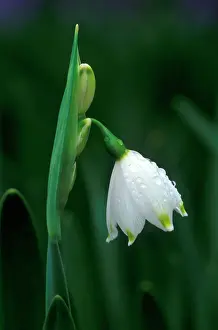 Snowflakes: Summer Snowflake - March