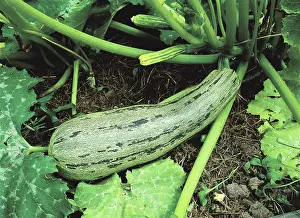 Squash: Summer squash