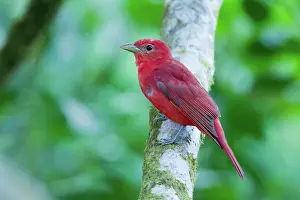 Piranga: Summer Tanager