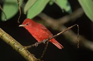 Piranga: Summer Tanager