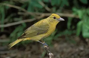 Cardinalidae: Summer Tanager female
