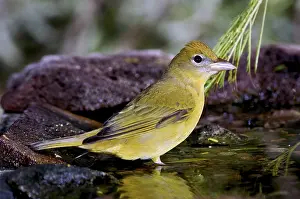 Cardinalidae: Summer Tanager Female in water