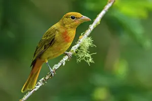Tangaras: Summer Tanager, juvenile, Las Tangaras Bird Reserve