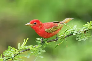 Piranga: Summer Tanager - male