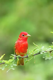 Piranga: Summer Tanager - male