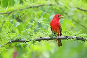 Piranga: Summer Tanager - male