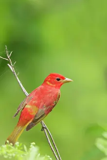Piranga: Summer Tanager - male