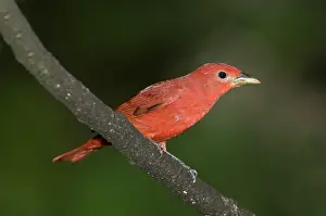 Ecuadoran: Summer Tanager Male Perched-Ecuador