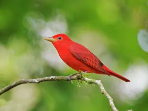 Tanager: Summer Tanager Piranga rubra