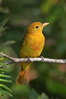 Hidalgo: Summer Tanager (Piranga rubra) female perched