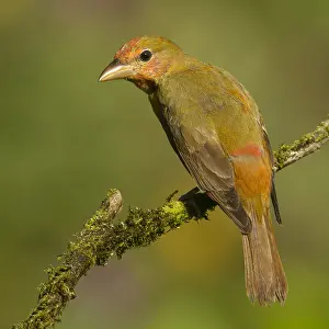 Molting: Summer Tanager (Piranga rubra) male molting, Co