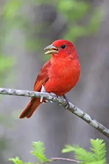 Harrison: Summer Tanager (Piranga rubra) male on perch