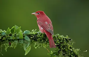 Piranga: Summer Tanager (Piranga rubra) on an overgrown branch