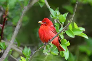 Cameron: Summer Tanager (Piranga rubra) perched