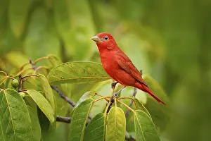 Leaving: Summer Tanager, Piranga rubra, red bird in the nature habitat