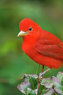 Cameron: Summer Tanager (Piranga rubra), Texas, USA