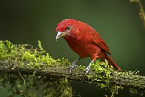 Piranga: Summer Tanager (Piranga rubra) Valle del Cauca, Colombia