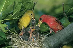 Piranga: Summer Tanagers