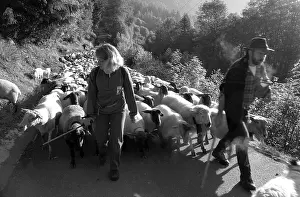 Migrations: Summer transhumance of a herd of ewes Alps France