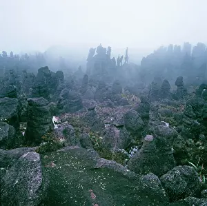 Tepui: Summit of Mount Kukenaam (Kukenan, Kukenan, Cuguenan)