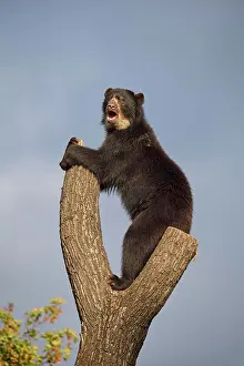 Malayanus: Sun bear (helarctos malayanus), stands on tree, captive