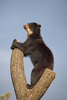Malayanus: Sun bear (helarctos malayanus), stands on tree, captive