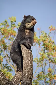 Malayanus: Sun bear (helarctos malayanus), stands on tree, captive
