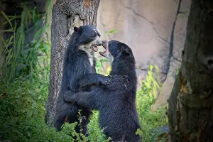 Attack: Sun bear (helarctos malayanus), two animal fighting, captive