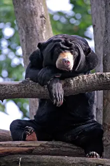 Malayanus: Sun bear (Helarctos malayanus) Adult on tree on