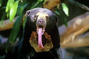 Malayanus: Sun bear - showing long tongue