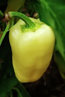 Annuum: Sun Bell Pepper