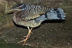 Eurypyga: Sun Bittern