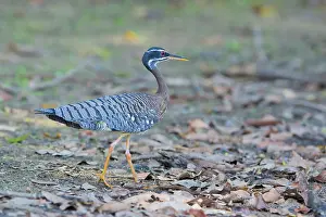 Animais: Sun Bittern