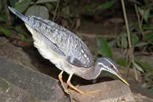Sunbittern: Sun Bittern (Eurypyga helias)