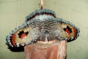 Helias: Sun Bittern - Nest defence display