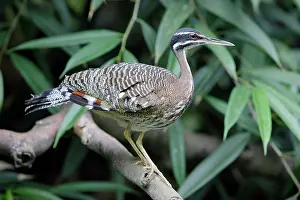 Helias: Sun Bittern - perched on branch